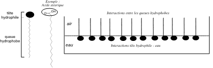 monocouche