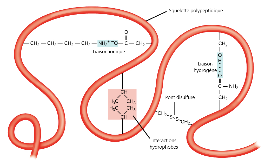 proteine